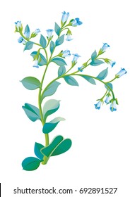 oyster plant the Mertensia Maritima