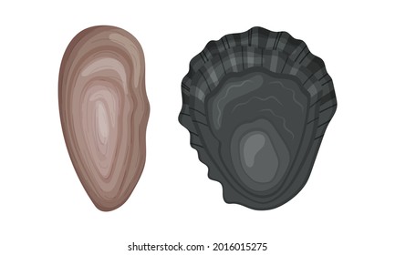 Oyster as Salt-water Bivalve Molluscs and Marine Delicacy Vector Set