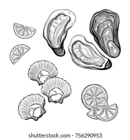 Oyster, sea scallop. Seafood. Vector illustration. Isolated image on white background. Vintage style.