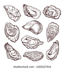 Oyster sea shellfish sketch, hands drawing set. Bivalve molluscs with rough irregular shells. Vector sketch illustration isolated on white background