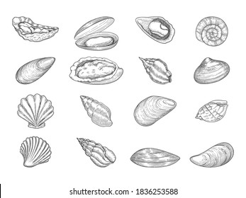 Oyster. Seafood gourmet products natural fresh shells vector doodle collection