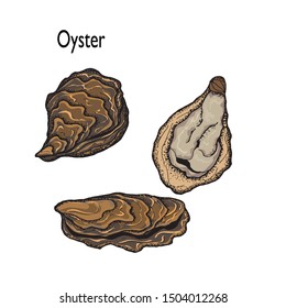 Oyster. Seafood.Set of hand drawn graphic illustrations.Decorative card or flyer design with sea food sketch. Vintage menu template.