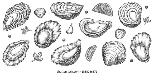 Oyster Meeresfrüchte geöffnet und geschlossener Muschelskizze. Tintenfisch handgezeichnet, frisch gekochte Muscheln delikate Lebensmittelzutat für Menüdesign, Vektorgrafik einzeln auf weißem Hintergrund