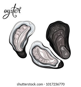 Oyster. Seafood. Vector illustration. Isolated image on white background. Vintage style.