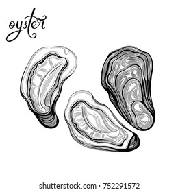 Oyster. Seafood. Vector illustration. Isolated image on white background. Vintage style.