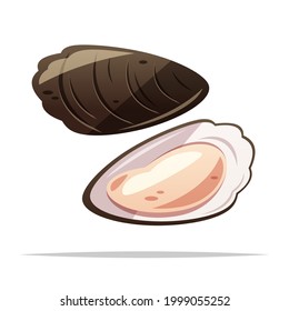 Oyster seafood vector isolated illustration