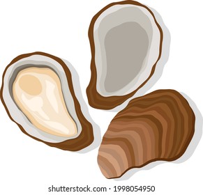 Oyster set close-up on a white background. Top view.