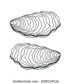Oyster set. Isolated oyster on white background