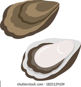 an oyster and an oyster shell