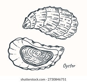 Oyster shell hand drawn line art set, top view closed shell and open oyster with meat. Vintage engraving style seafood illustration, isolated on white for menu, logo, label.