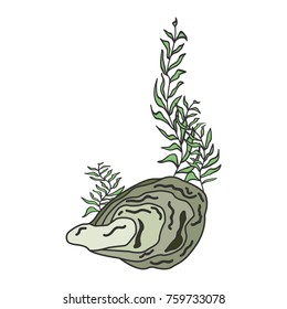 Oyster shell illustration