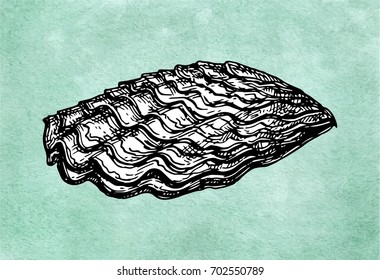 Oyster shell. Ink sketch on old paper background. Hand drawn vector illustration. Retro style.