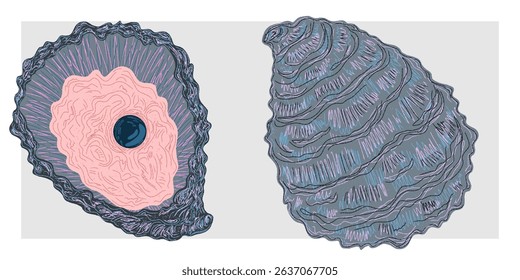 Oyster shell with pearl. Mediterranean elements, exotic tropical. Textured illustration with sketch elements hand drawn
