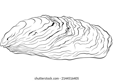 Oyster shell. Vector hand drawn line art illustration isolated on white. Element for design seafood shop or menu, decor, label. Suitable for coloring book page. Sketch close up illustration