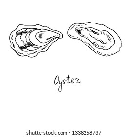 Oyster in shell. Vector illustration.