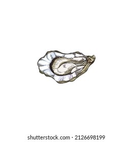 Oyster shellfish in hand drawn sketch style, vector illustration isolated on white background. Delicious seafood ingredient. Vintage marine life element with engraving.