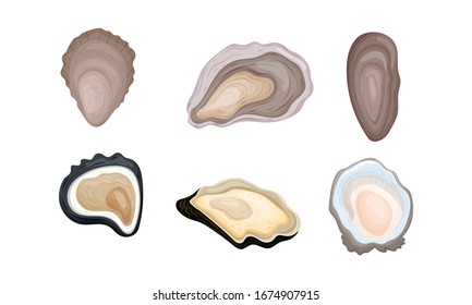 Oyster Shells of Different Shapes Vector Set