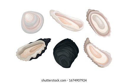 Oyster Shells of Different Shapes Vector Set