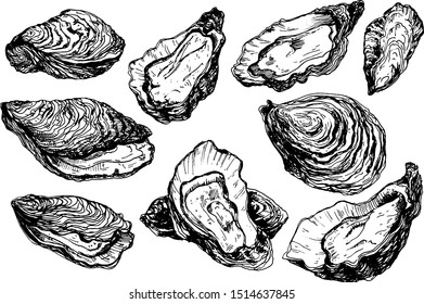 Oyster shells are in engraving style. Seafood illustration isolated on white background