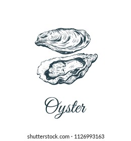 Oyster sketch vector illustration. oyster shell