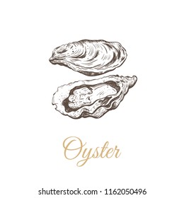 Oyster sketch vector illustration. oyster shell