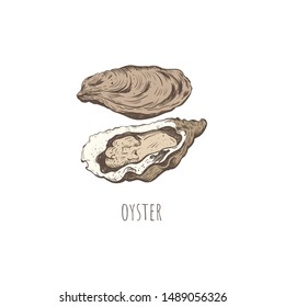 Oyster sketch vector illustration. oyster shell