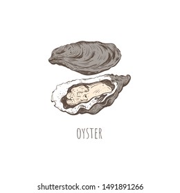 Oyster sketch vector illustration. oyster shell