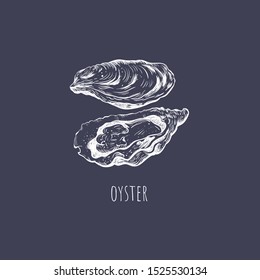 Oyster sketch  vector illustration. oyster shell