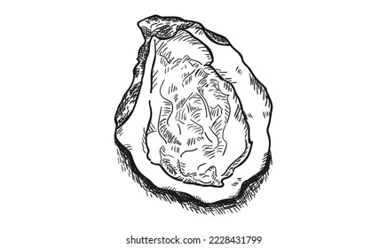 Oyster sketch vector illustration. Oyster shell
