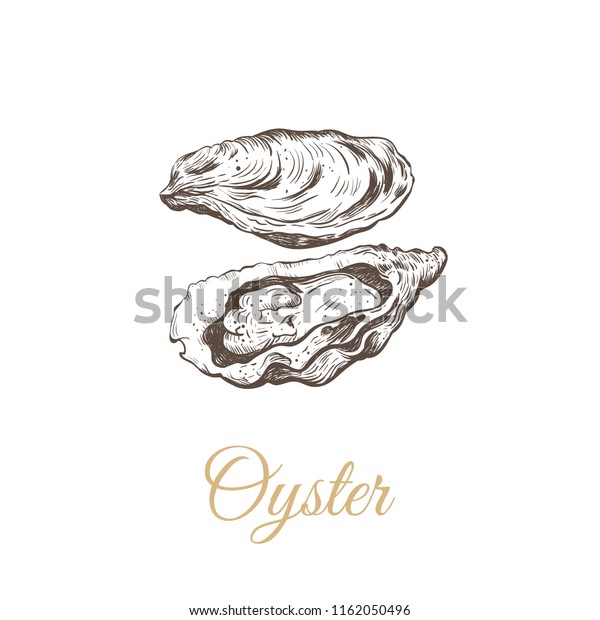 Oyster sketch\
vector illustration. oyster\
shell