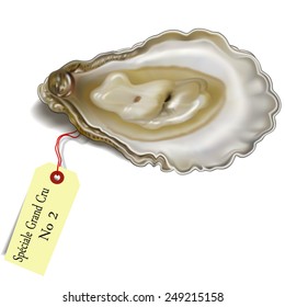 Oyster with tag "SpÃ?Â©ciale Grand Cru No2" (The best and most expensive form of oysters).  Naturalistic vector illustration. Looks fine on any backgrounds. 