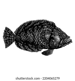 Oyster Toadfish hand drawing vector illustration isolated on white background