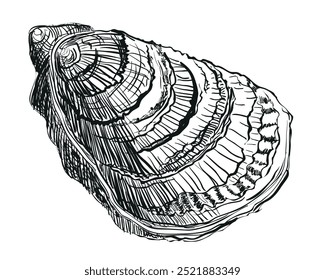 Vetor ostra. Conchas de ostras desenhadas à mão. Ostra fresca isolada sobre fundo branco, esboço linear. Efeito de gravura, desenho de tinta linear. Clipart para logotipo, menu.