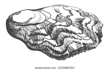 Vetor ostra. Conchas de ostras desenhadas à mão. Ostra fresca isolada sobre fundo branco, esboço linear. Efeito de gravura, desenho de tinta linear. Clipart para logotipo, menu.