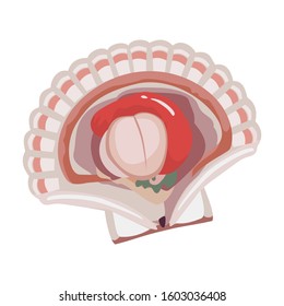Oyster vector icon.Cartoon vector icon isolated on white background oyster.
