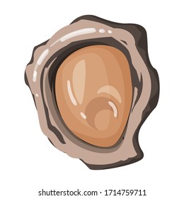 Oyster vector icon.Cartoon vector icon isolated on white background oyster.