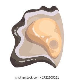 Oyster vector icon.Cartoon vector icon isolated on white background oyster.