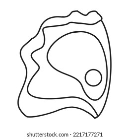 Oyster vector icon.Outline vector icon isolated on white background oyster.