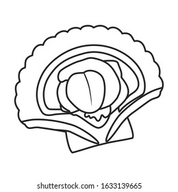 Oyster vector icon.Outline,line vector icon isolated on white background oyster.