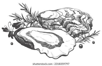 Oyster vector. Shells, hand drawn. Fresh oysters open crayfish isolated on white background, linear sketch. Engraving effect, ink. Clipart for logo, menu.