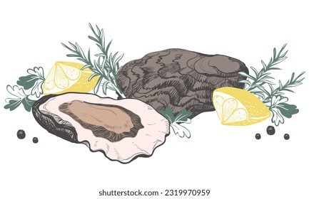 Oyster vector. Shells, hand drawn. Fresh oysters open crayfish isolated on white background, linear sketch. Engraving effect, ink. Clipart for logo, menu.