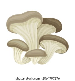 Oyster wild forest edible mushroom vector illustration on white background