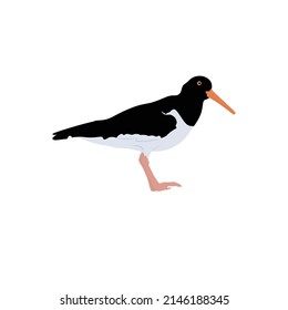 Oystercatcher Bird, Haematopus ostralegus is a migratory bird species. It can be found on coasts worldwide.