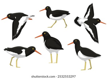 Oystercatcher Bird Poses Vector Illustration