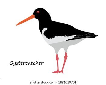 Oystercatcher isolated on white background. Vector illustration