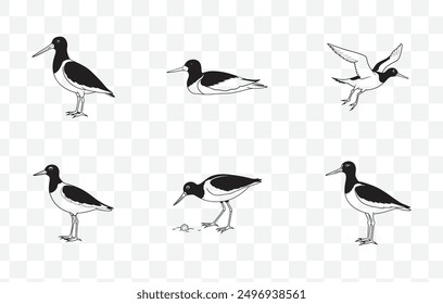Oystercatcher Line Art Vector Set Detailed Bird Illustrations in Black and White for Artistic and Design Use