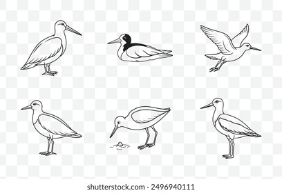 Oystercatcher Line Art Vector Set Elegant Shorebird Illustrations for Nature Themed Design Projects