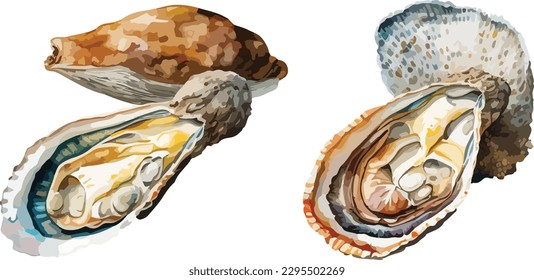 Oysters clipart, isolated vector illustration.