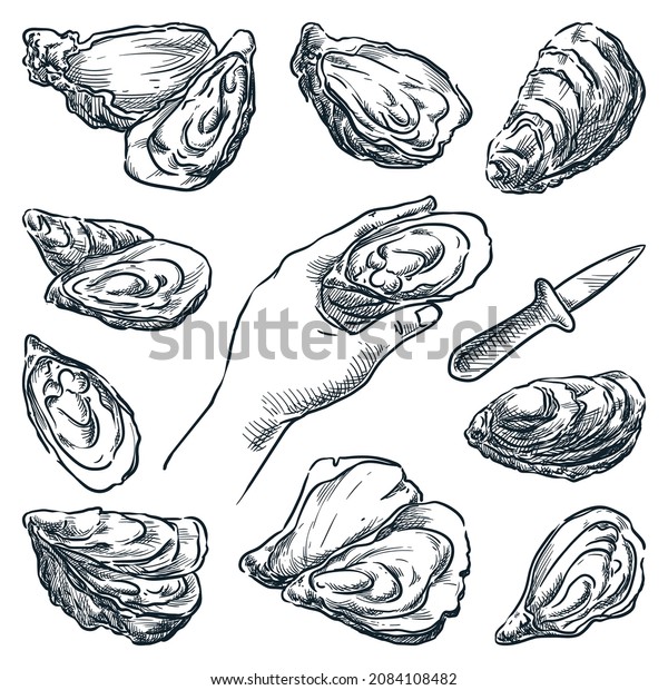 Oysters\
collection isolated on white background. Oyster knife and human\
hand holding open mussel. Hand drawn vector sketch illustration.\
Restaurant menu or seafood market design\
elements