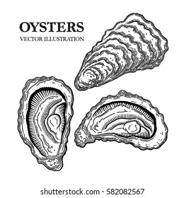 Oysters engraving vector illustration. Hand drawn mollusks in shells in a vintage style.